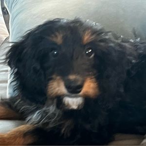 Meet your Posher, Morgan